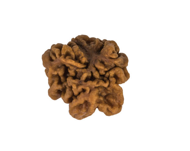 benefits of 5 mukhi rudraksha