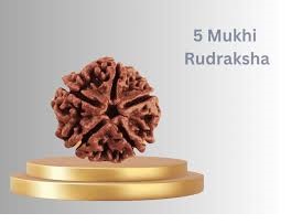 5 Mukhi Rudraksha