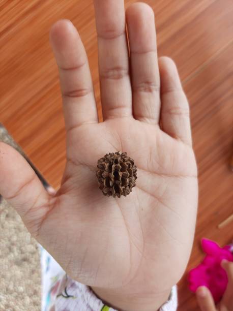 5 mukhi rudraksha benefits